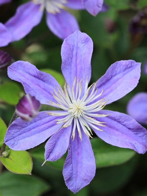 staudenclematis arabella|Jetzt Stauden